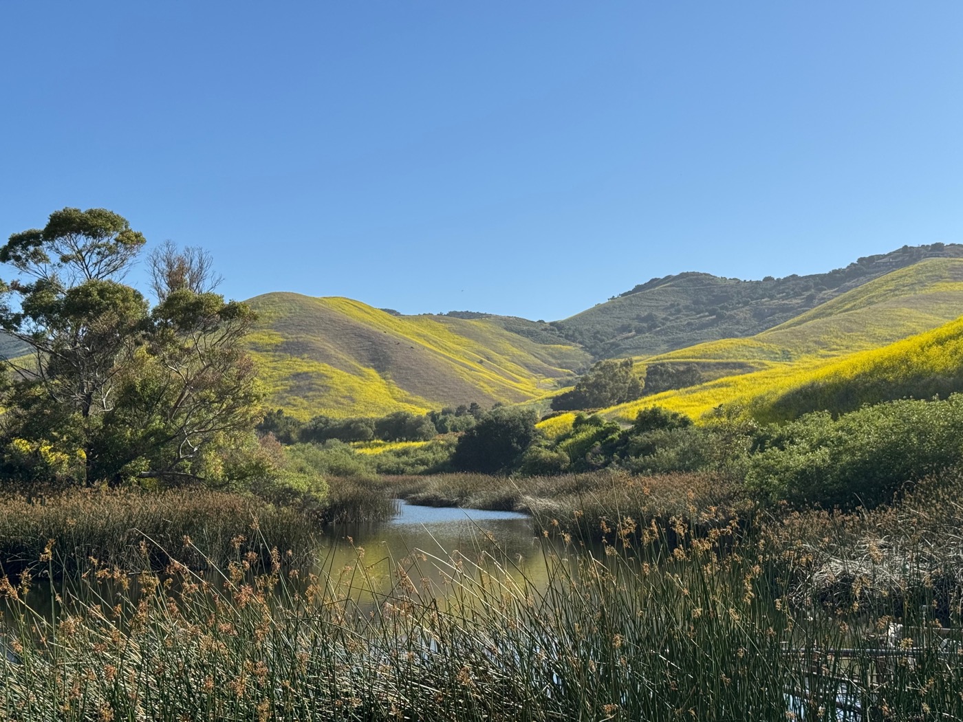 Green hills and a pond inside Hollister Ranch