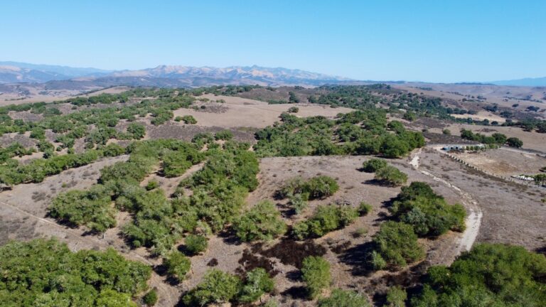 Mature valley oaks across the Running Quail Ranch foothills