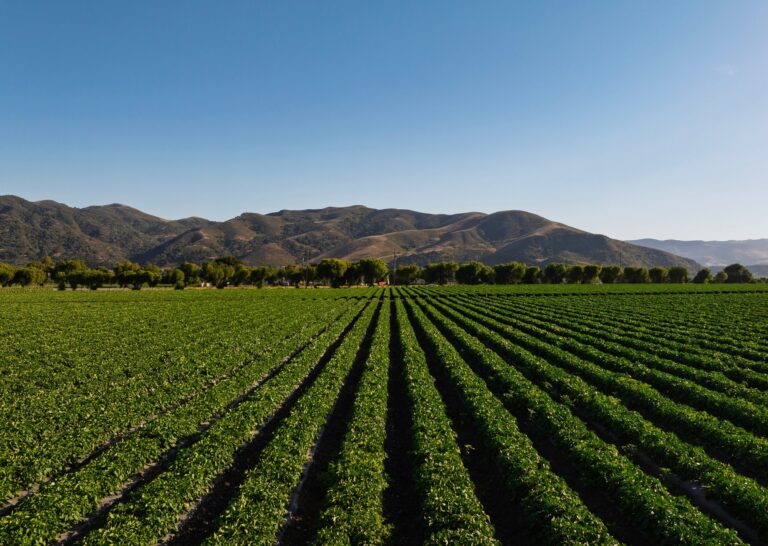 Rows of crops on level farmland in Buellton
