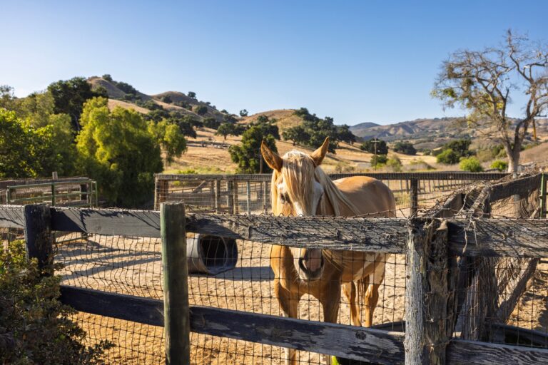 Rancho Cañada de la Laguna, 1050 W Hwy 246, Buellton (photo 30)