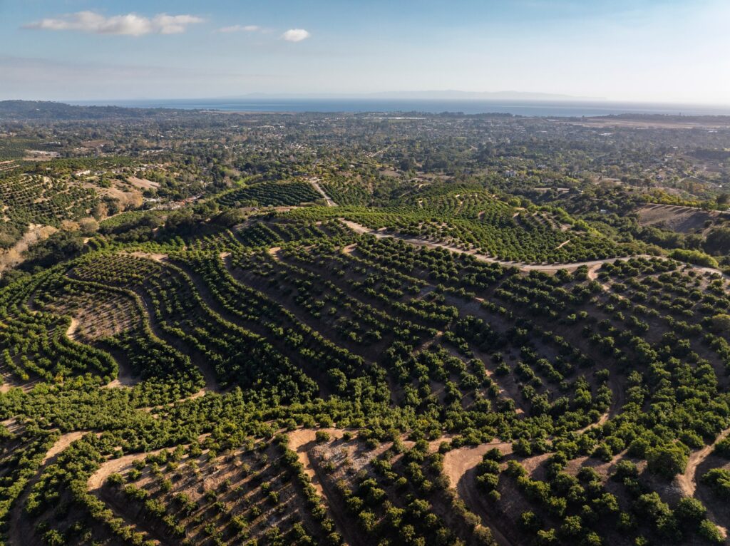 Terraced rows of Hass avocado trees across the hillsides