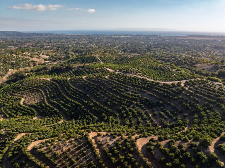 Terraced rows of Hass avocado trees across the hillsides