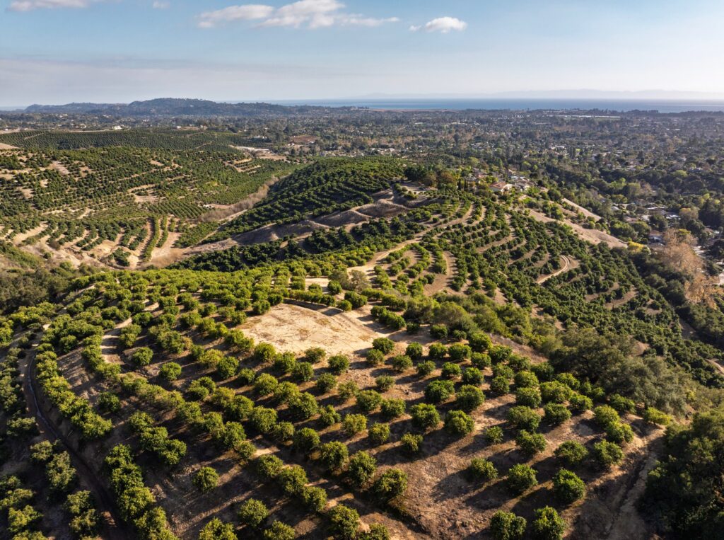 Level homesite surrounded by avocado trees with ocean views