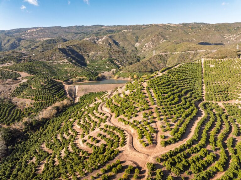 Avocado groves and ranch roads with the reservoir in the distance