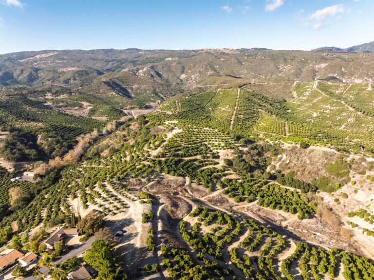 Orchard rows climbing the foothills toward the Santa Ynez Mountains