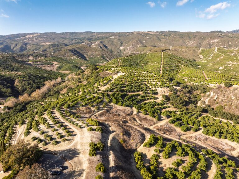 Contoured avocado plantings along the ranch roads