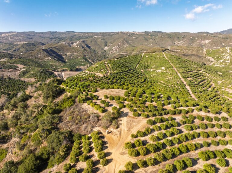 Hillside of mature avocado trees in the Santa Barbara foothills