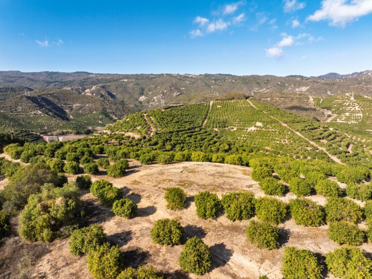 Ridge-top clearing among avocado trees under blue sky