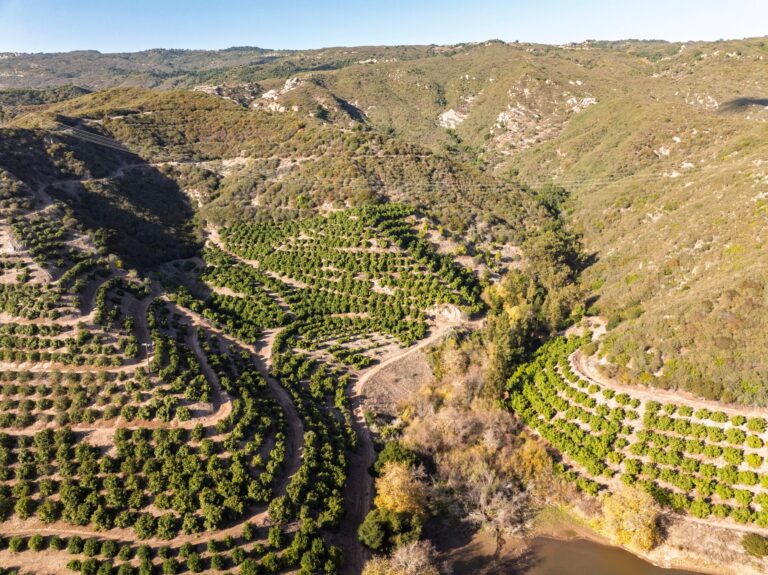 Canyon lined with terraced avocado plantings