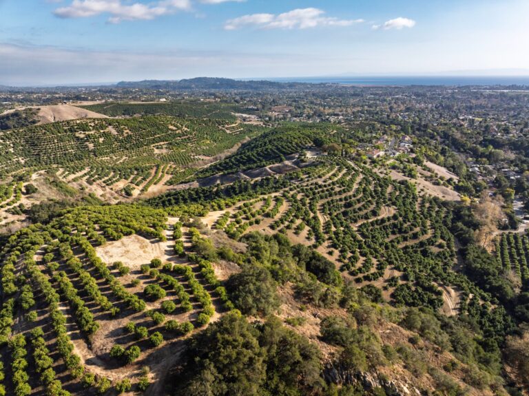 Rolling avocado orchards above Santa Barbara