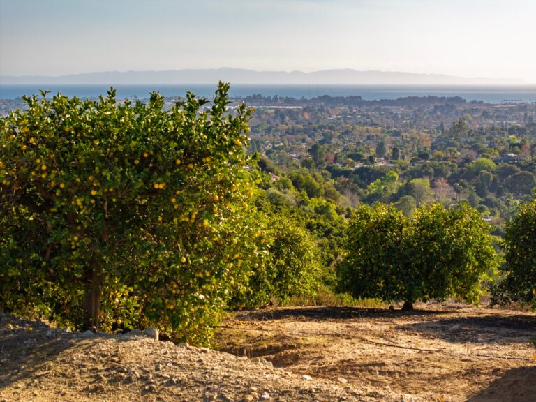 Mature avocado tree with views across the valley to the ocean