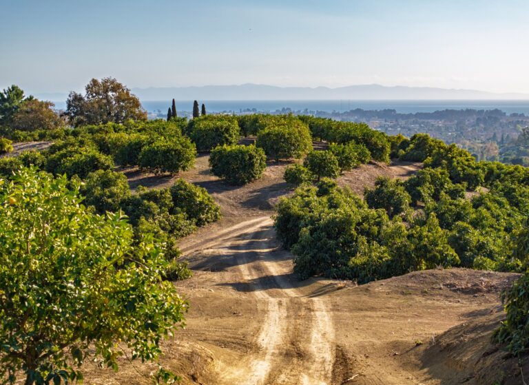 Ranch road through the orchard toward the ocean view