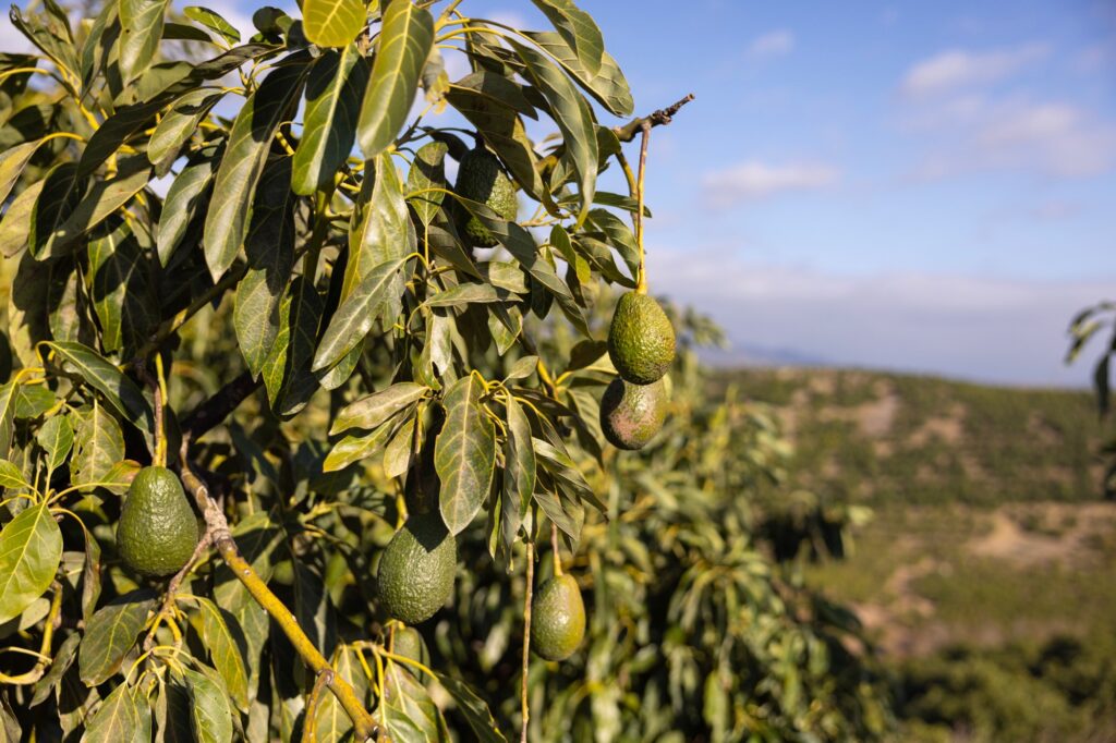 Hass avocados on the tree
