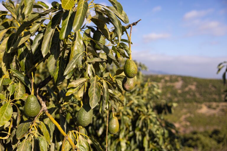 Hass avocados on the tree