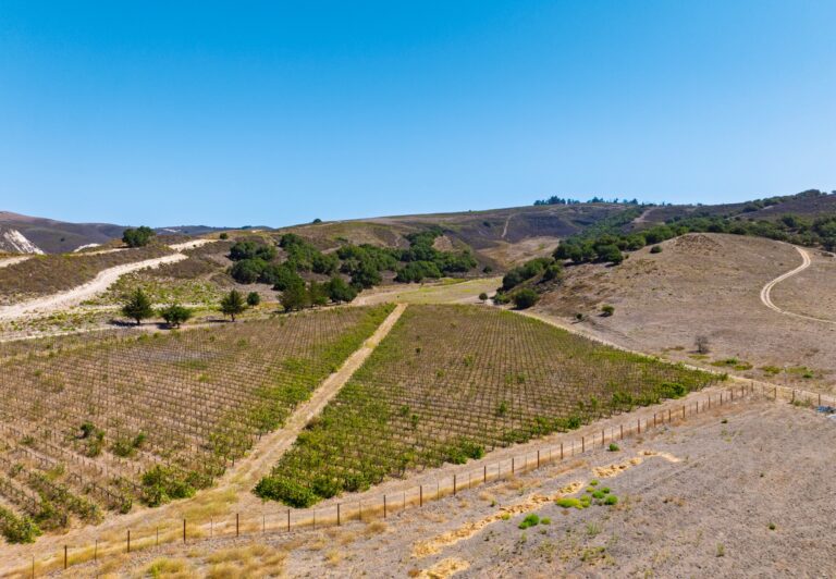 Vineyard block on the lower parcel